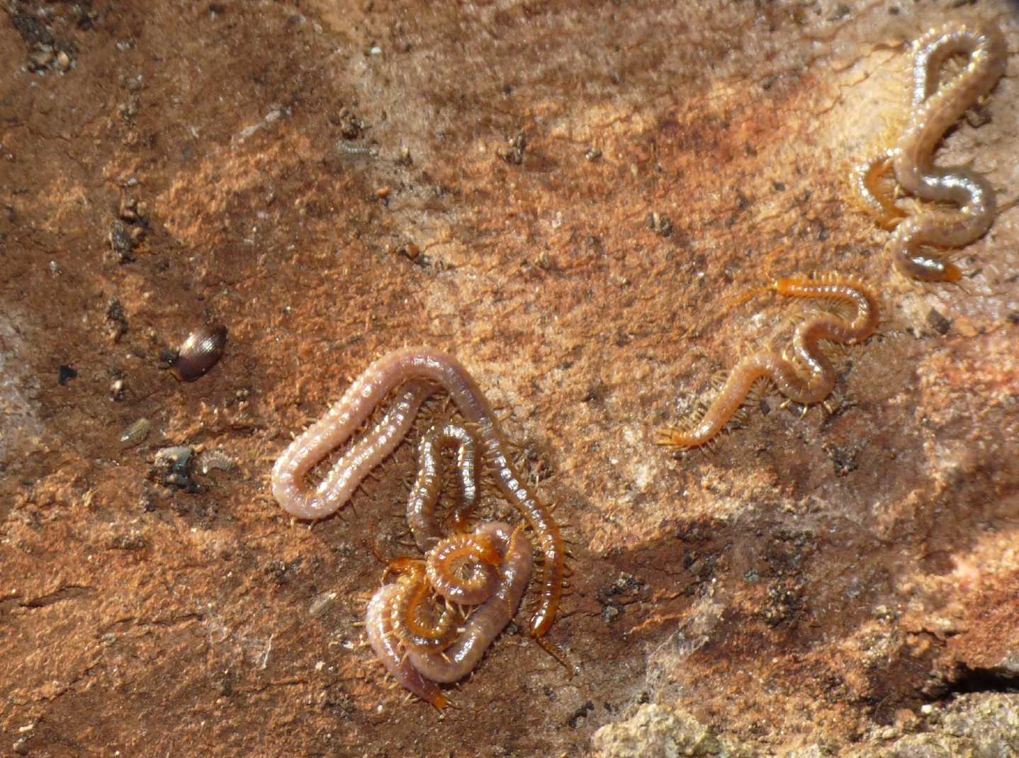 Geophilidae sotto la corteccia